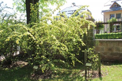 Rosa xanthina 'Canary Bird' - růže zlatožlutá - kvetoucí habitus